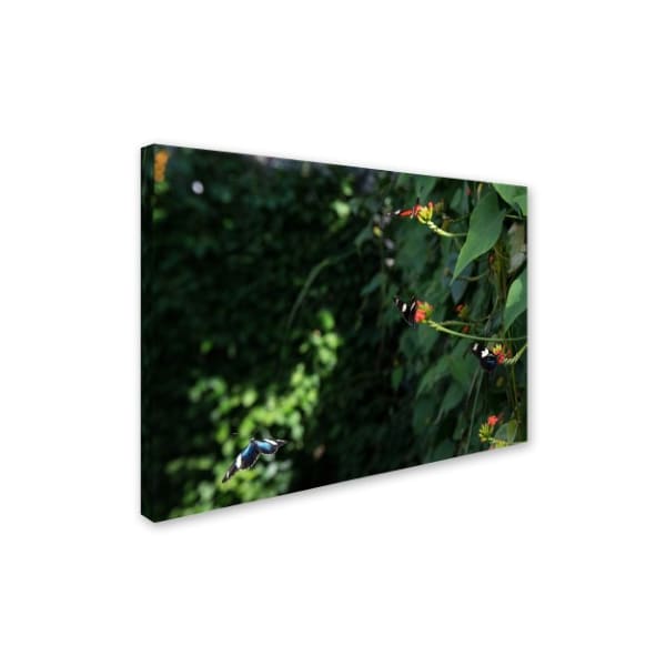 Kurt Shaffer 'Butterflies' Canvas Art,14x19